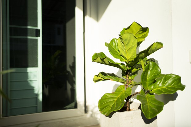 Planta em vaso em casa doente. folhas de plantas em vaso, com manchas  marrons escuras, bordas secas