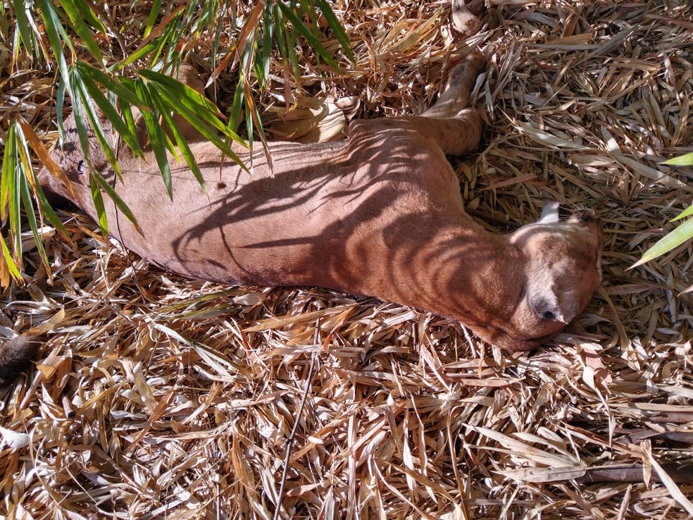 Onça-parda foi encontrada morta com marca de tiro em Rancharia — Foto: Nilza Dilene da Silva Vanzella