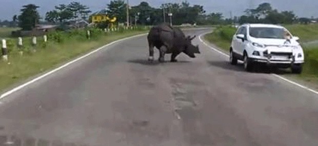 Rinoceronte assusta motoristas em estrada na Índia (Foto: Reprodução)