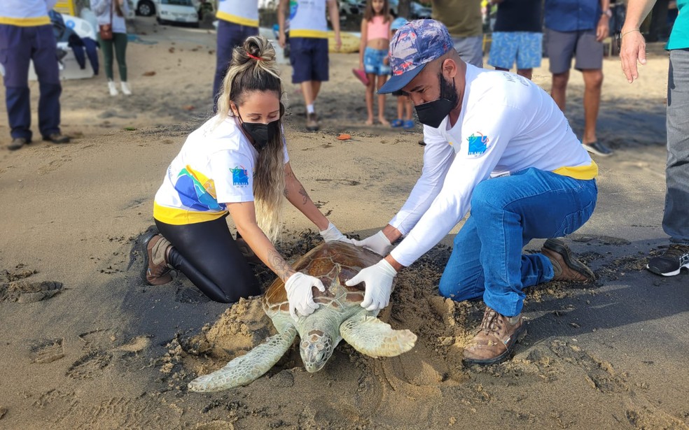 Tartaruga-verde resgatada em 2021 é devolvida ao mar em Ilhabela  — Foto: Divulgação/ Instituto Argonauta