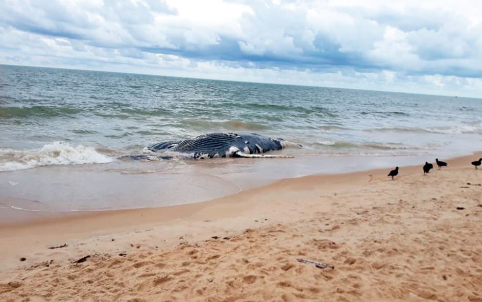 Esta foi a terceira baleia achada morta no litoral sul da Bahia em uma semana (Foto: Lúcia Ângelo/Arquivo pessoal)
