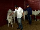 João Neto e Frederico investem na criação de gado de elite em GO