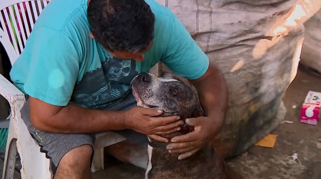 Reciclador de Porto Alegre resgata pitbull prestes a ser abandonado e animal o ajuda a vencer depressão