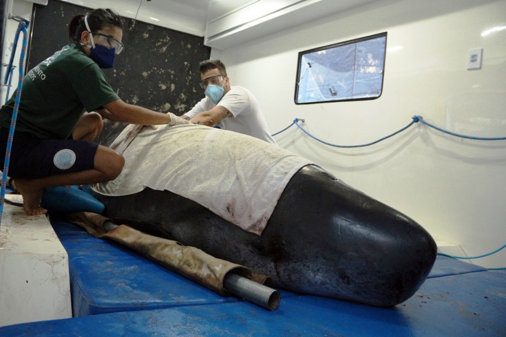 Cachalote foi transportada em um trailer para reabilitação e morreu dois dias depois — Foto: Nilson Coelho/R3Animal