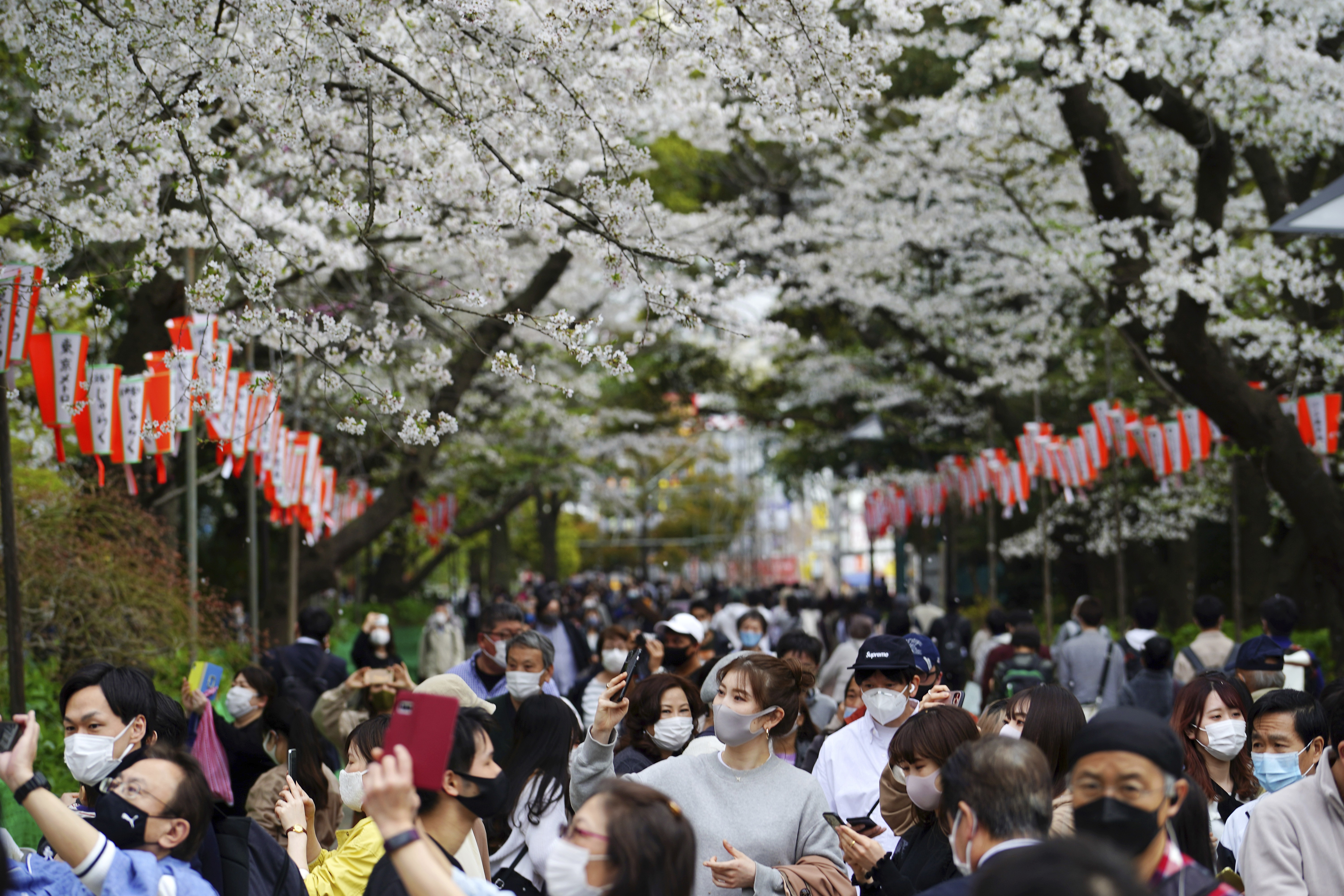 Japão tem florada das cerejeiras mais cedo em 1,2 mil anos; FOTOS thumbnail