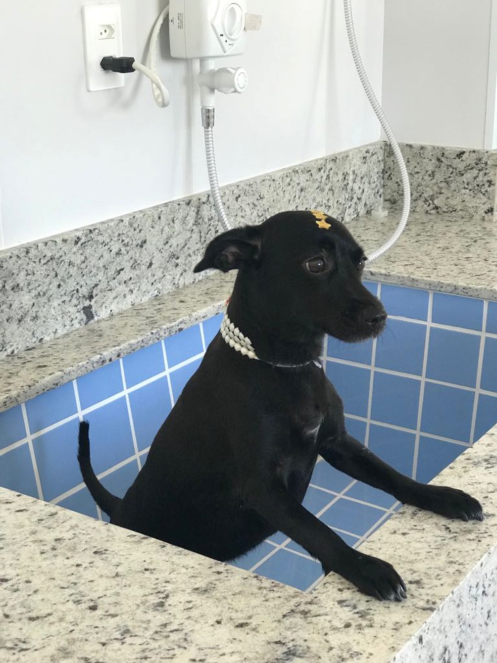 Teka no espaço de higiene para os pets (Foto: Cássia Ramos da Silva/ Arquivo Pessoal)