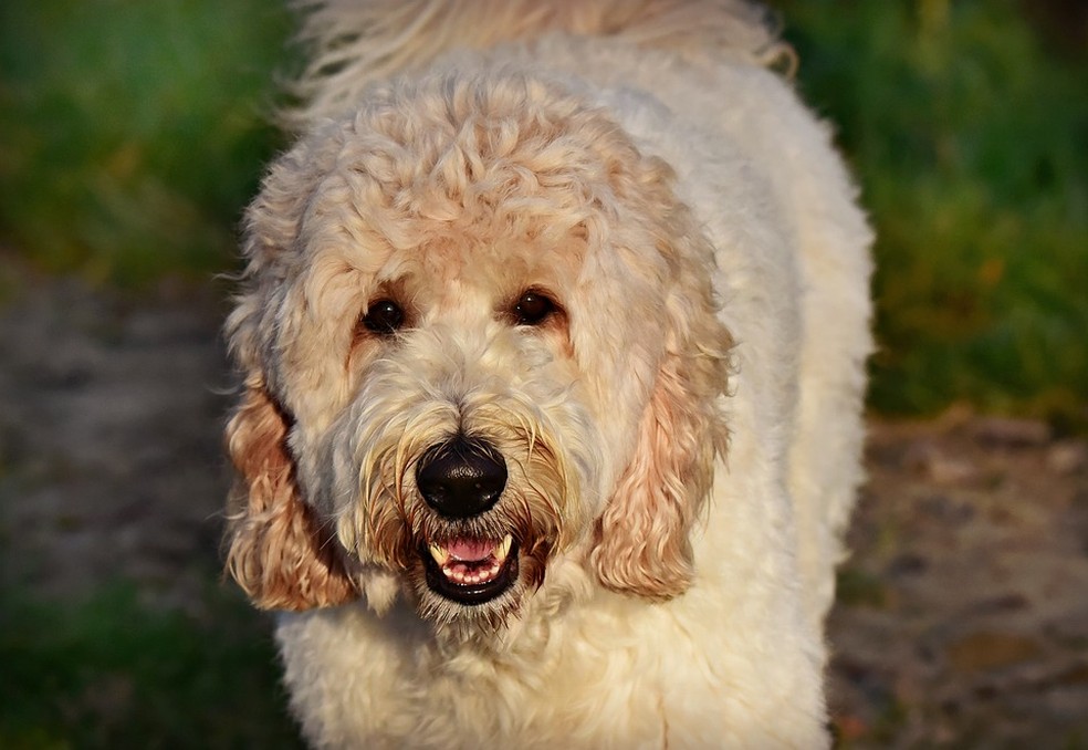 Labradoodle — Foto: Pixabay