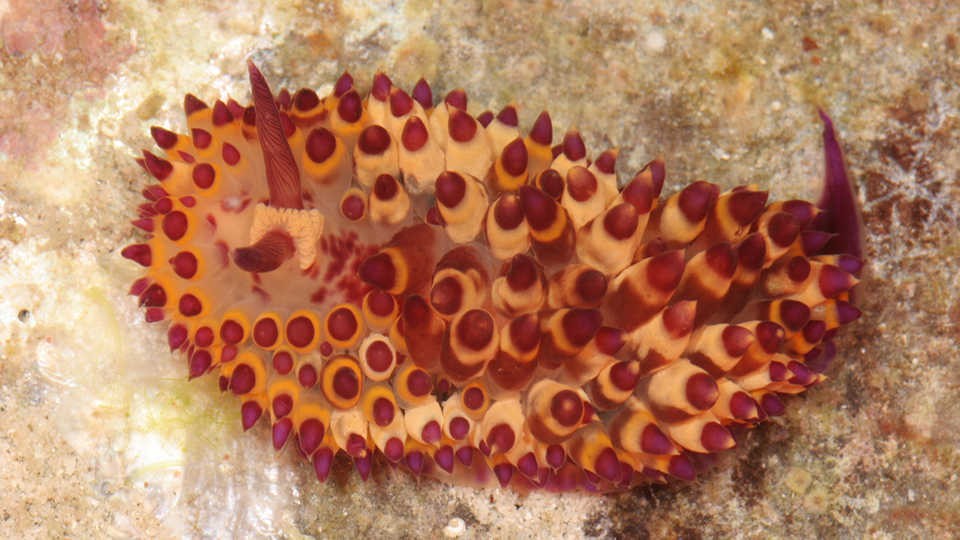 Nova espécie de lesma do mar descrita pela Acadêmia de Ciências da Califórnia, nos EUA, em 2019 (Foto: Terry Gosliner © 2018 California Academy of Sciences)