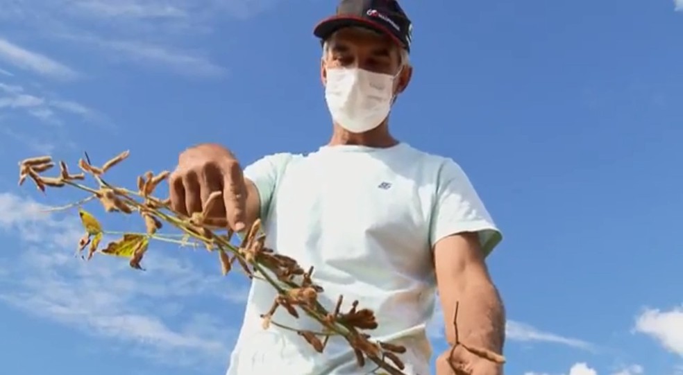 O agricultor Wilson Moreira mostra efeitos da estiagem na plantação da família. — Foto: Reprodução