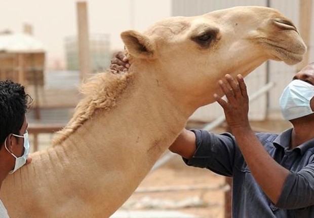 BBC: O vírus da Mers, síndrome respiratória do Oriente Médio, foi encontrado em camelos e dromedários (Foto: GETTY IMAGES VIA BBC )