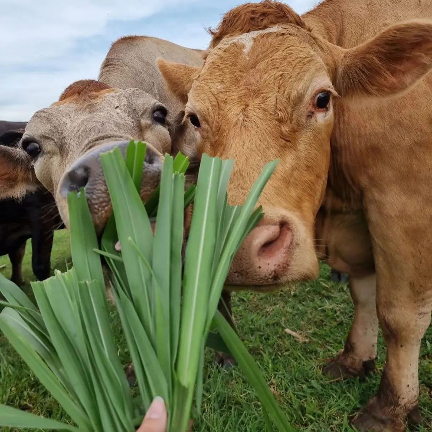 Vacas da Guaraci Agropastoril (Foto: NoCarbon/Reprodução (Instagram))