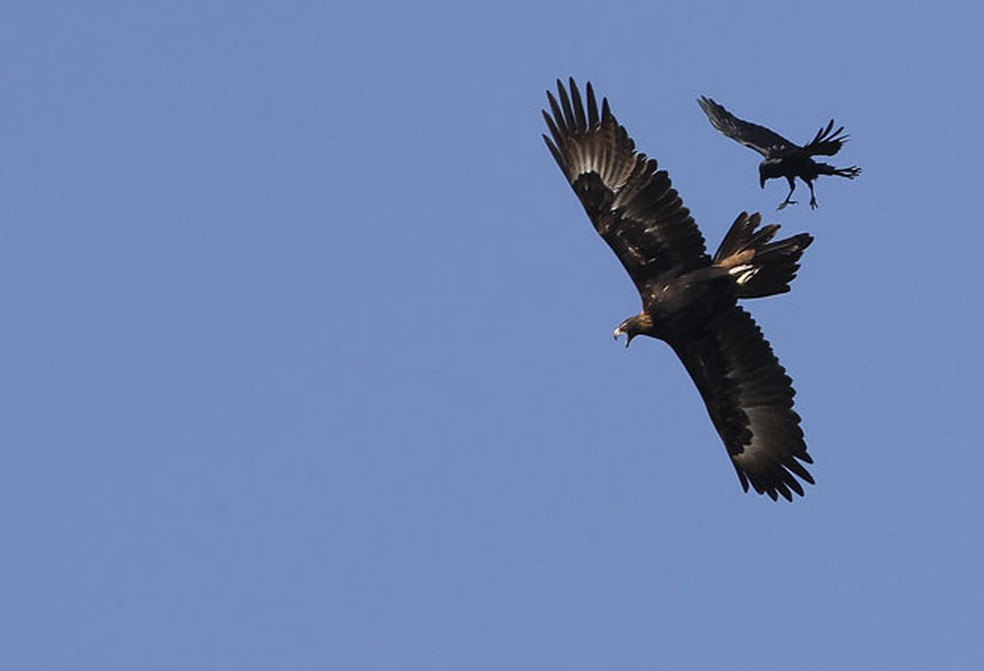 Imagem de arquivo mostra Ã¡guia e corvo brigando em pleno voo â Foto: Rob Griffith/AP