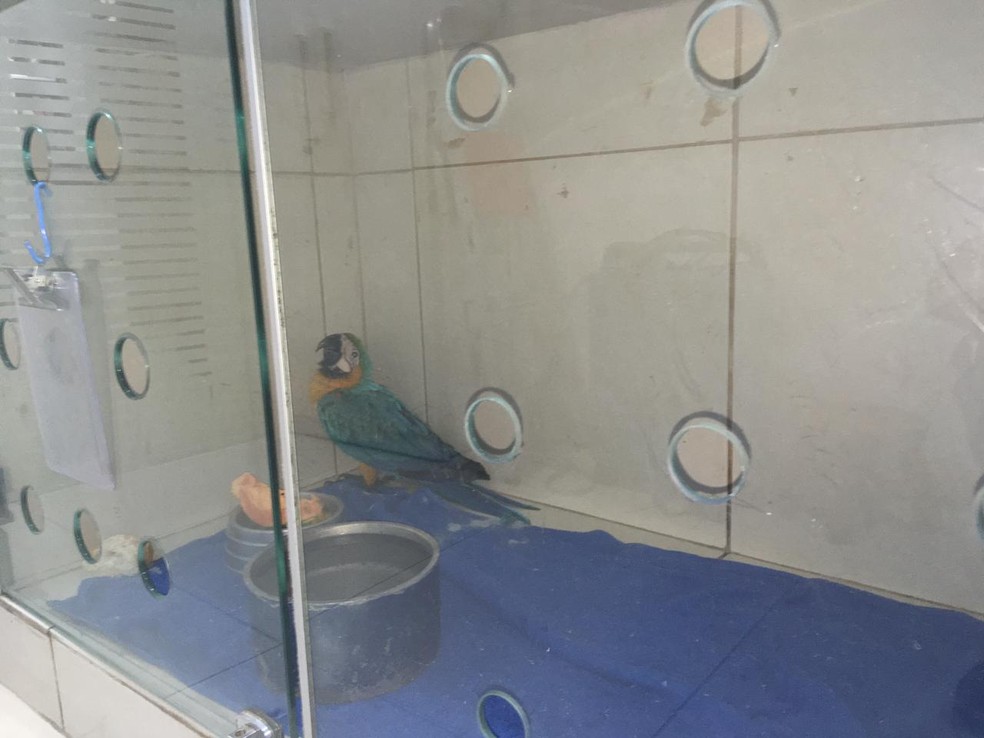 Arara-canindé está em observação em um clínica veterinária — Foto: Carlos Volpi/TV Fronteira