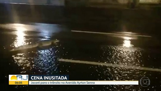 Motorista flagra jacaré atravessando avenida na Barra da Tijuca, na Zona Oeste, no meio do temporal