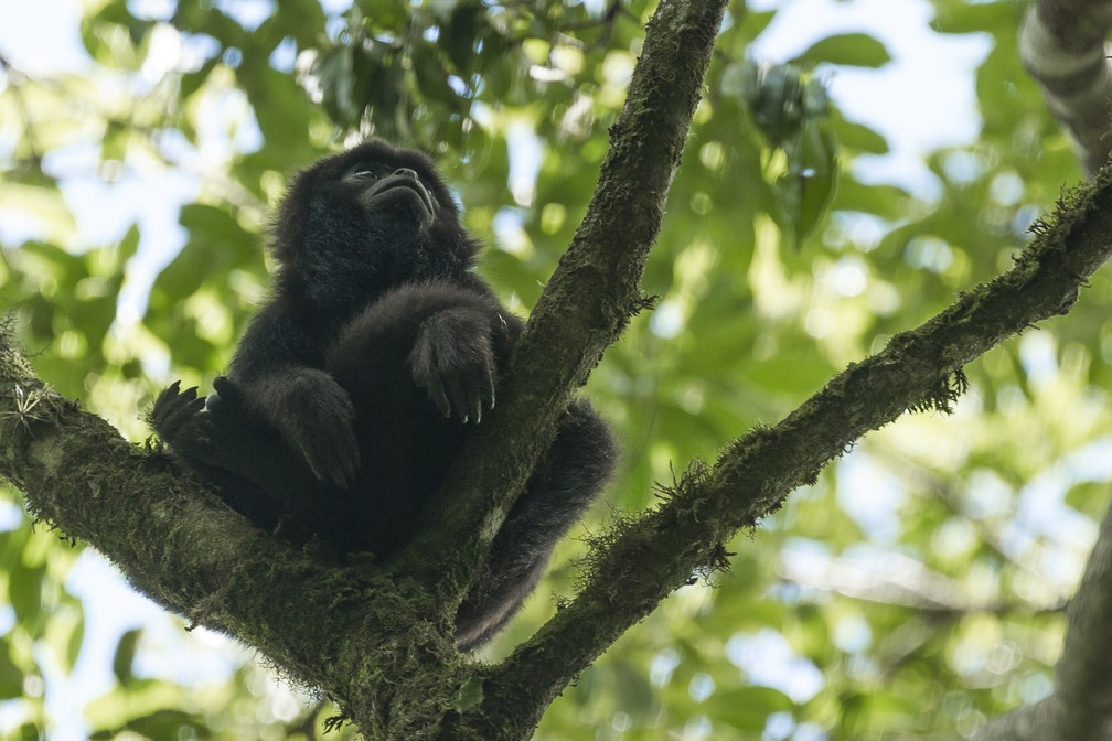Fotógrafo de natureza reúne cliques de espécies e paisagens do Brasil e ...