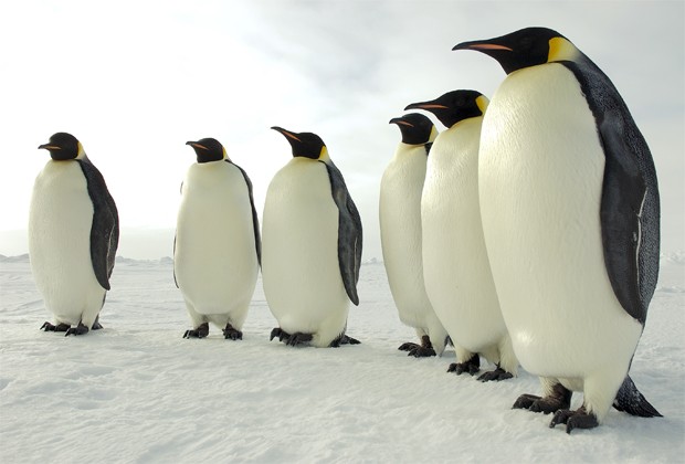 Pinguins imperadores na Antártica (Foto: Divulgação/U.S. Antarctic Program/National Science Foundation)