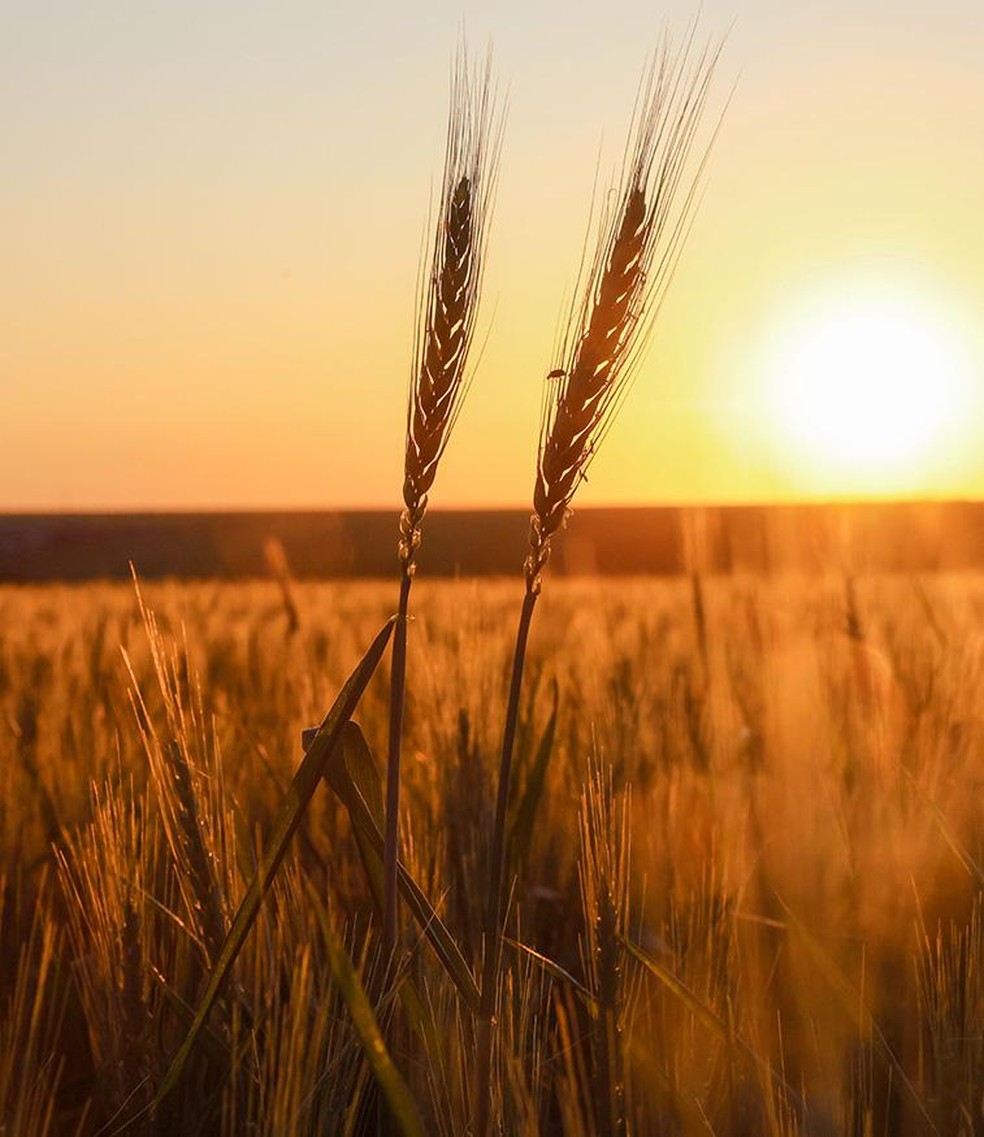 Wheat crop in Paraná: production costs help keep price high — Foto: Dirceu Portugal/Fotoarena/Agência O Globo