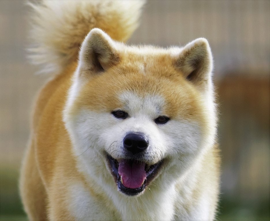 O akita é frequentemente utilizado como cão policial ou de guarda no Japão (Foto: Jon Cano/ Wikimedia Commons/ CreativeCommons)