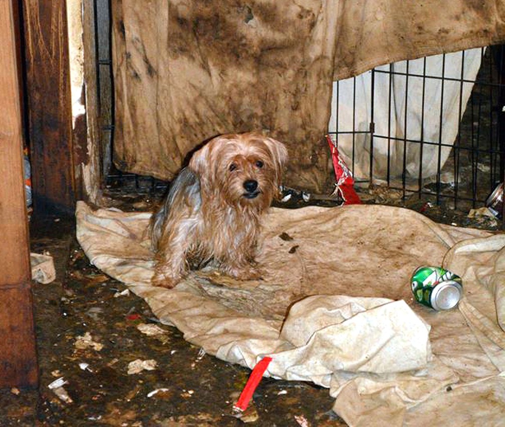 Cachorrinhos foram encontrados em condições precárias (Foto: San Diego Humane Society via AP)