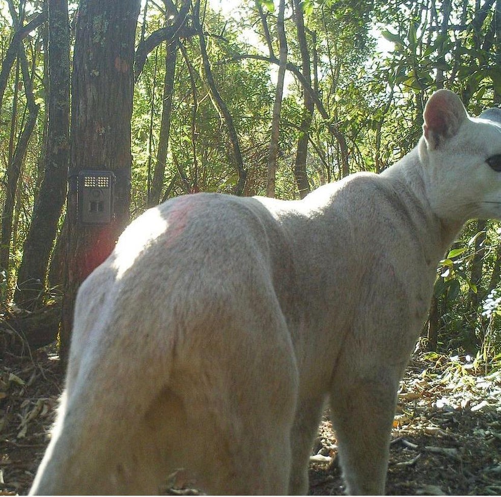Onça branca vista em 2013 — Foto: ICMBio