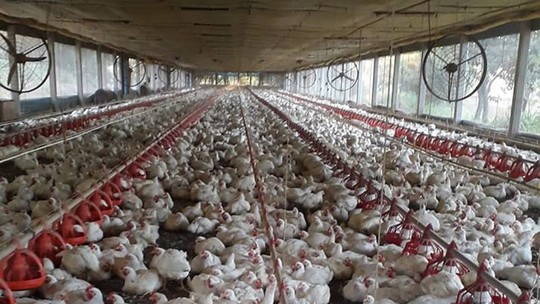 Fiscais agropecuários monitoram gripe aviária, mas reclamam de falta de pessoal