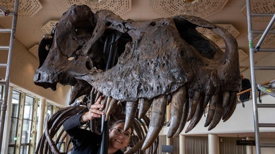 Esqueleto de T-Rex de 67 milhões de anos será leiloado na Suíça por ao menos US$ 6,5 milhões