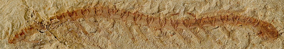 Fóssil de 525 milhões de anos desafia o que se sabe sobre a evolução do cérebro