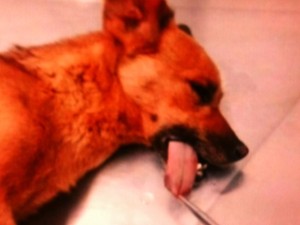 Foto tirada por veterinário mostra lesão na língua de cadela (Foto: Reprodução/TV Anhanguera)
