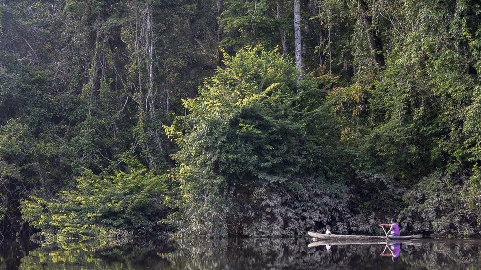 Guiana conta com 75% do território coberto pela floresta amazônica (Foto: Andrew Snyder/Global Wildlife)