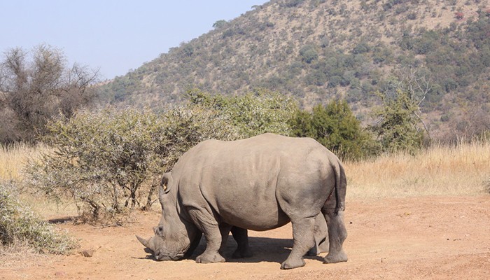 Cientistas estão buscando formas de salvar a espécie de rinocerontes do norte (Foto: Wikimedia Commons)