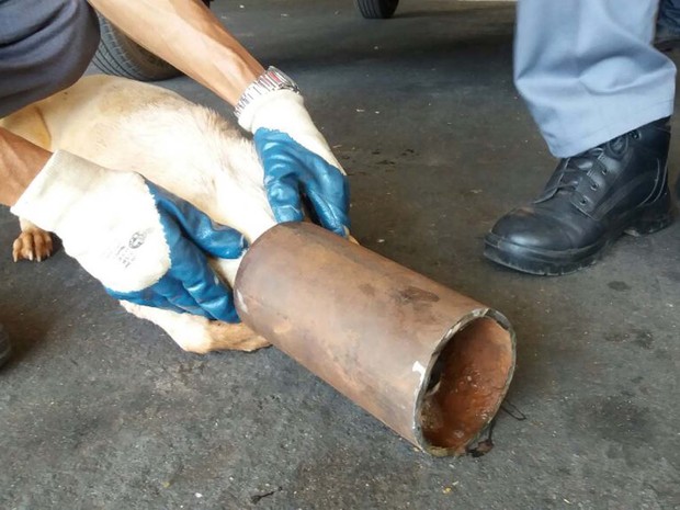 Cachorro foi atendido pelo Corpo de Bombeiros de Dracena (Foto: Corpo de Bombeiros/Cedida)