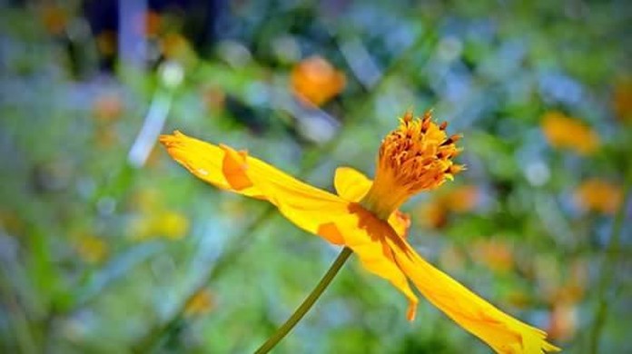 G1 - Picão-amarelo é planta comum que dispersa sementes espontaneamente -  notícias em Flora