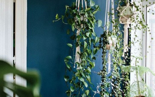 Plantas dentro de casa: 10 espécies para ter já - Casa Vogue | Ambientes