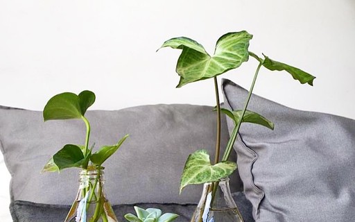 Plantas De Agua Para Interiores : 12 Plantas Para Cultivar Em Ambientes