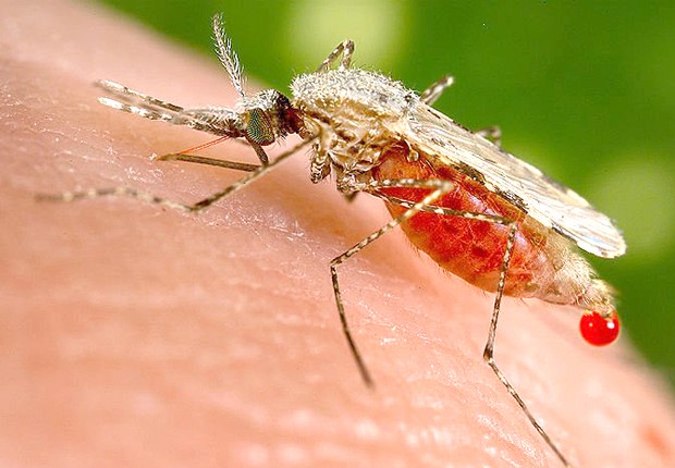 Malária (Foto: Wikimedia Commons)