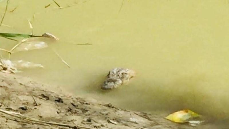 Crocodilo-persa avistado no rio Bahu-Kalat (Foto: BBC News)