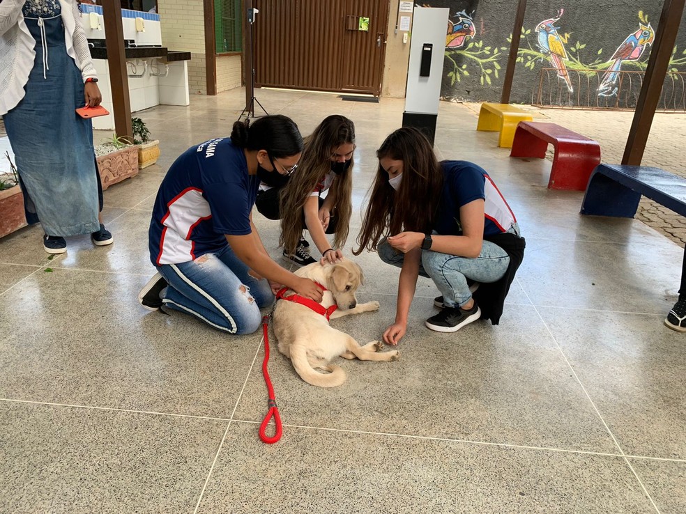 Estudantes do CED 8 do Gama brincam com cadela Nina — Foto: g1 DF