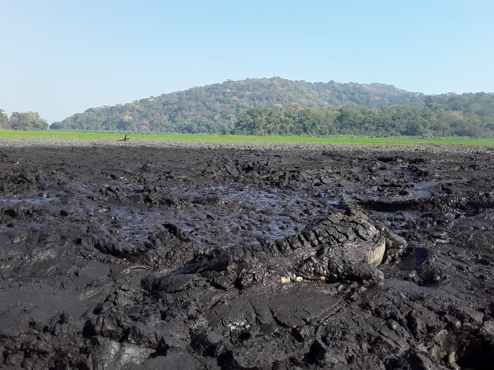 Jacaré encontrado morto em área queimada de Corumbá (MS) — Foto: IHP/Divulgação