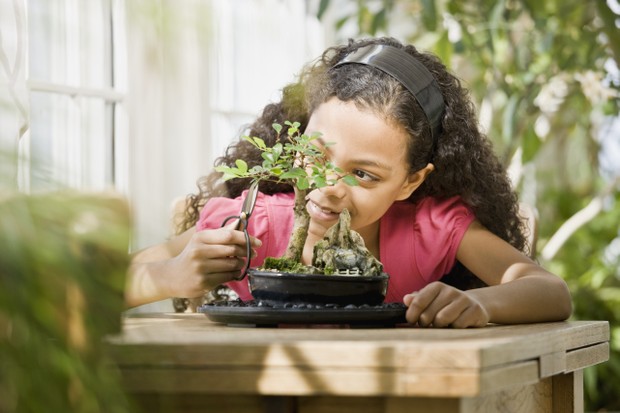 Tudo o que você precisa saber para cuidar do seu bonsai (Foto: Getty Images)