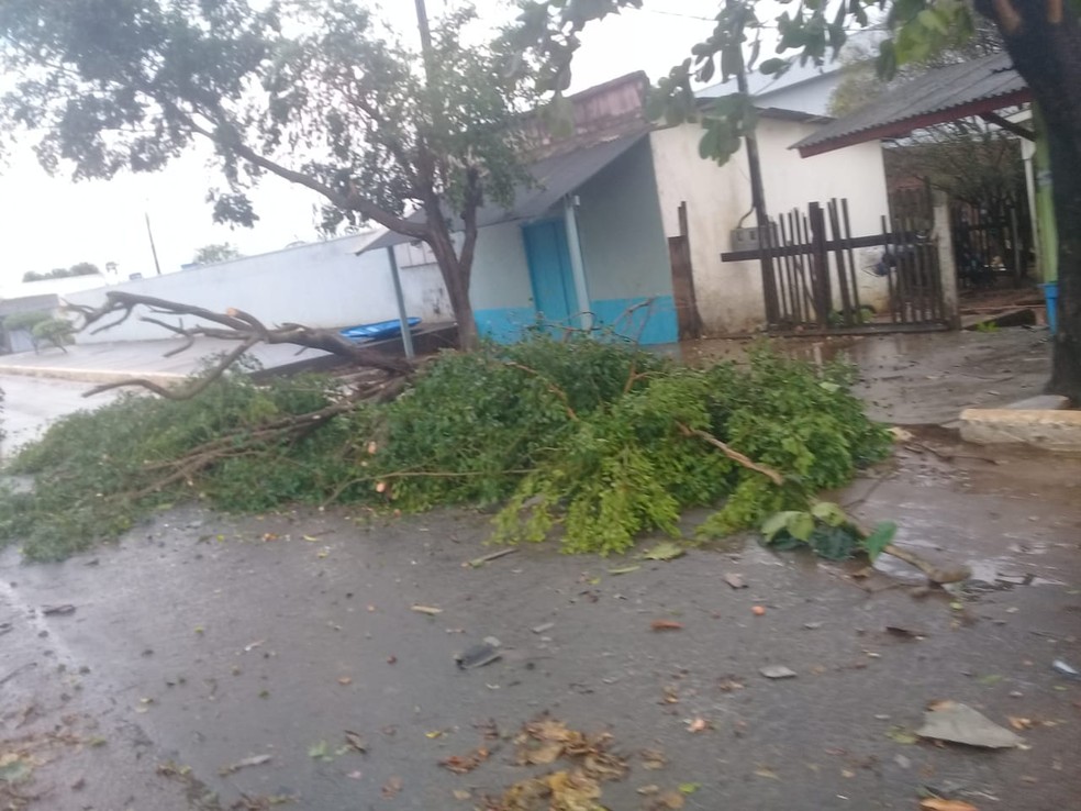 Árvores ficaram caídas no meio da rua (Foto: WhatsApp/Reprodução)