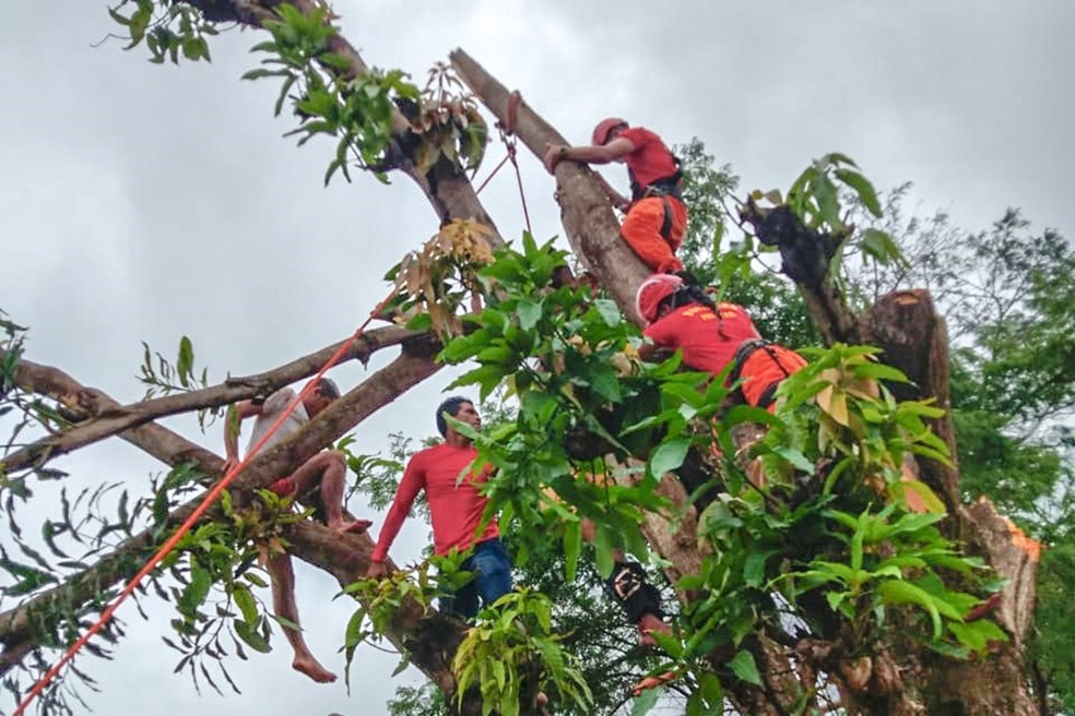 Militares resgataram homem que fraturou a perna em cima de árvore — Foto: Divulgação/Corpo de Bombeiros