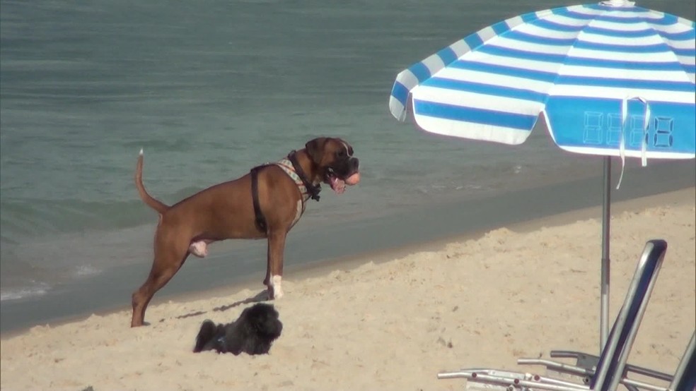 Lei que permite cães nas praias do Rio entra em vigor — Foto: Reprodução TV Globo