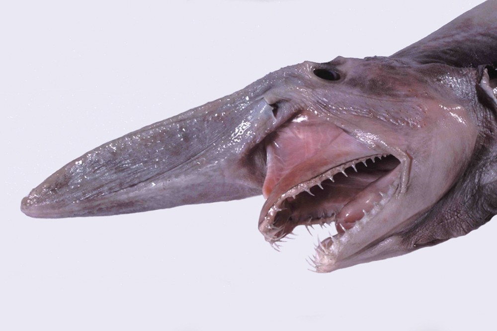 Tubarão-duende (Foto: Dianne Bray / Museum Victoria / Wikimedia Commons)