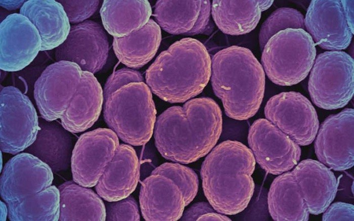 Bactérias da gonorreia podem ter assumido importante papel no processo evolutivo do ser humano (Foto: Instituto Nacional de Alergia e Doenças Infecciosas, Institutos Nacionais de Saúde)