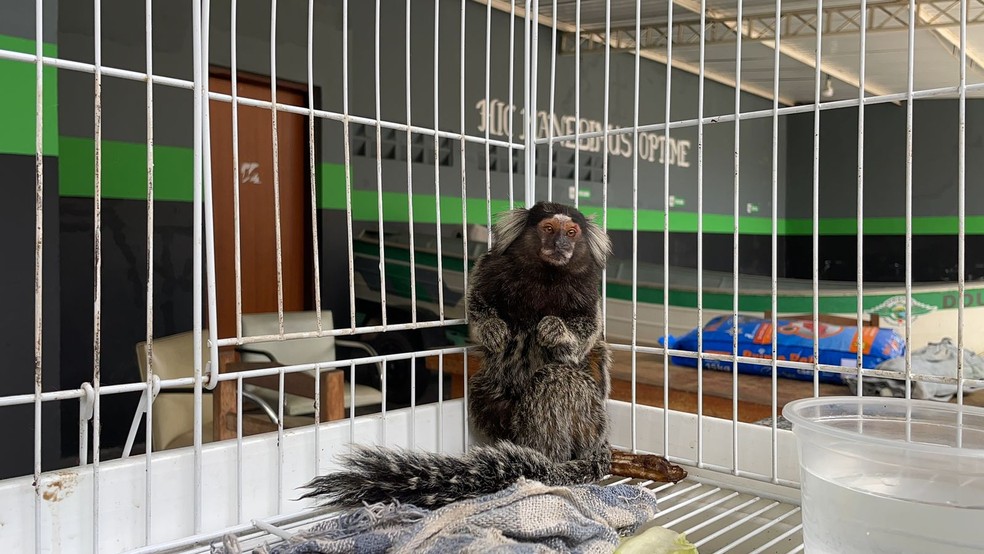 Animal estava em cativeiro no bairro Monte Libano em Piracicaba — Foto: Núcleo de bem-estar animal de Piracicaba