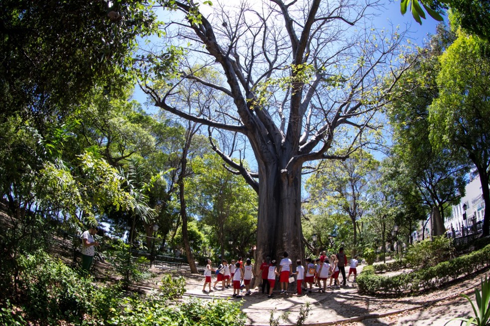 Baobá, uma das tradicionais espécies do Centro de Fortaleza, está na lista de preservação  — Foto: Fabiane de Paula/Sistema Verdes Mares