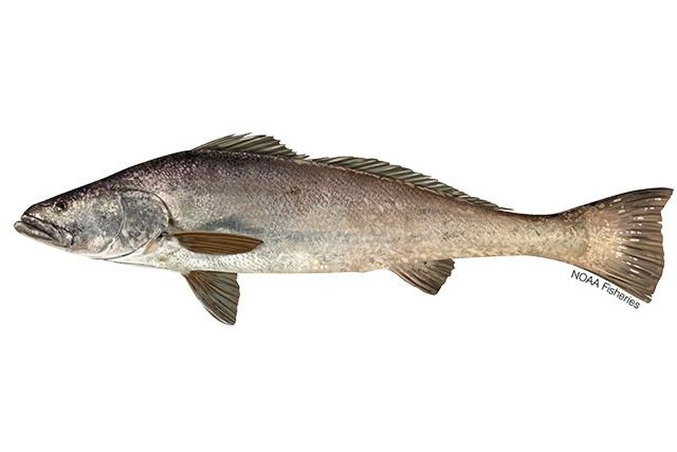 Imagem ilustrativa do peixe totoaba em fundo branco — Foto: NOAA/Reprodução
