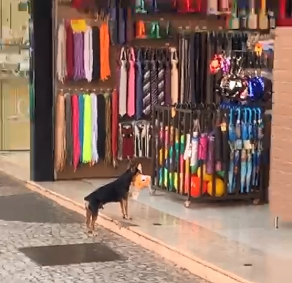 Cachorro 'furta' brinquedo em loja e vídeo viraliza na web | São José do Rio Preto e | G1