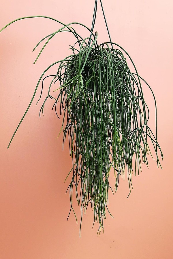 Plantas para pendurar: 5 espécies pendentes para você cultivar em casa (Foto: Reprodução / Instagram/ @eclecticplantgoods)