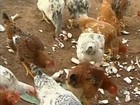 Cabeça de galinha caipira custa, em média, por R$ 19,33 em Rondônia